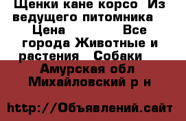 Щенки кане корсо! Из ведущего питомника! › Цена ­ 60 000 - Все города Животные и растения » Собаки   . Амурская обл.,Михайловский р-н